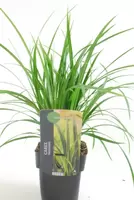 Carex Morrowii Irish Green