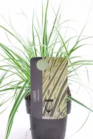 Carex Oshimensis Everest