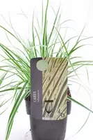 Carex Oshimensis Everest