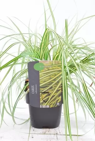 Carex Oshimensis Evergold