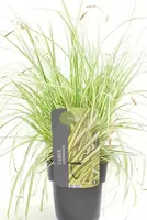 Siergras - Carex Oshimensis Evergold - afbeelding 2