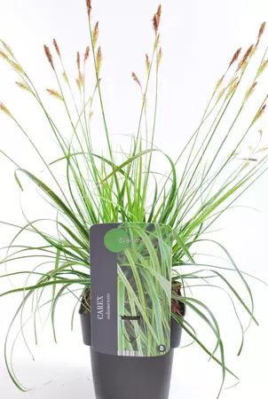 Everlime Calex bloei