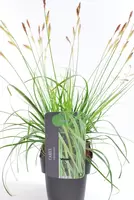 Everlime Calex bloei