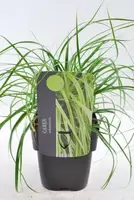 Everlime Calex