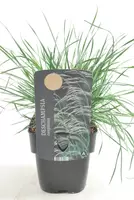 Deschampsia