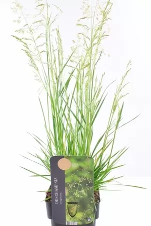 Deschampsia in bloei