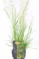 Deschampsia in bloei