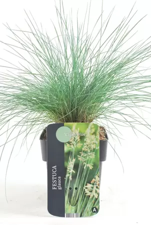 Festuca glauca elijah blue