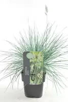 bloei Festuca glauca elijah blue