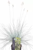 Festuca glauca elijah blue bloei