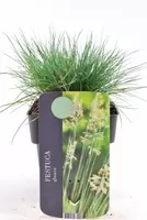 Festuca glauca elijah blue