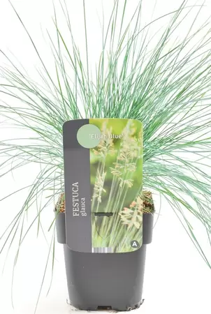 Festuca glauca elijah blue