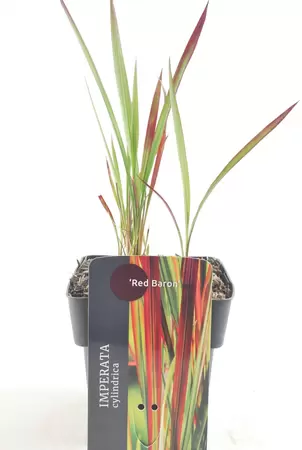 Imperata