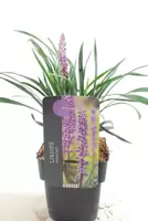 Moneymaker liriope muscari