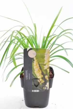 Liriope muscari Monroe White