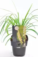 Liriope muscari Monroe White