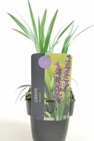 Siergras - Liriope muscari Royal Purple