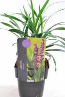 Siergras - Liriope muscari Royal Purple