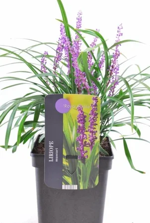 Siergras - Liriope muscari Royal Purple