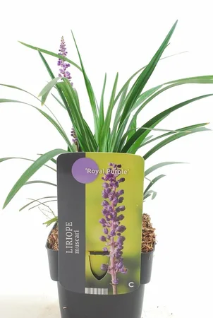 Siergras - Liriope muscari Royal Purple