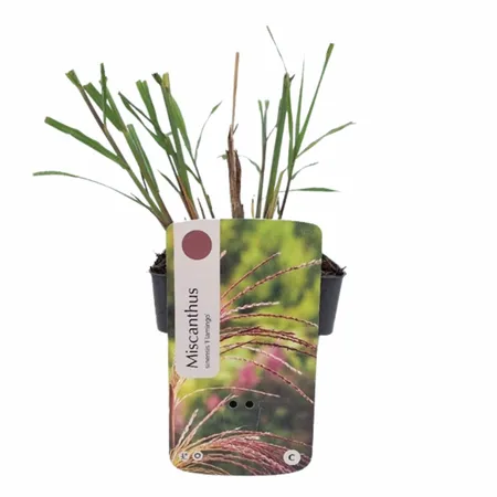 Miscanthus sinensis 'Flamingo'