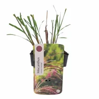 Miscanthus sinensis 'Flamingo'