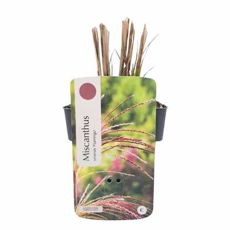 Miscanthus sinensis 'Flamingo'