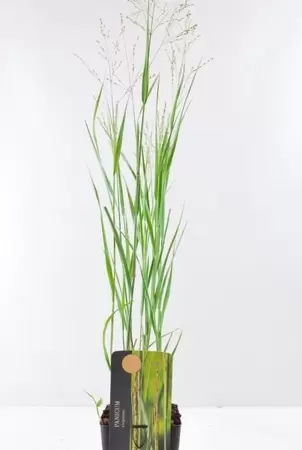 Panicum uitbloei