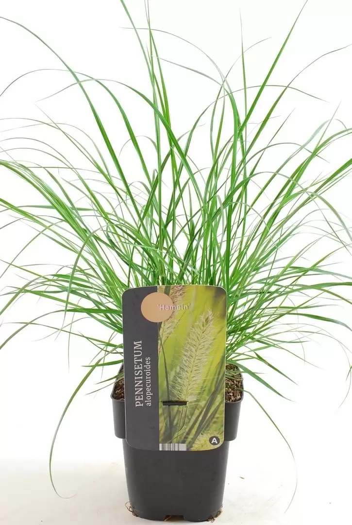 Siergras - Pennisetum Alopecuroides Hameln