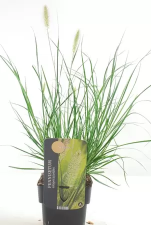 Pennisetum Bloei