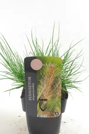 Pennisetum Little Bunny