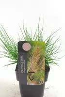 Pennisetum Little Bunny