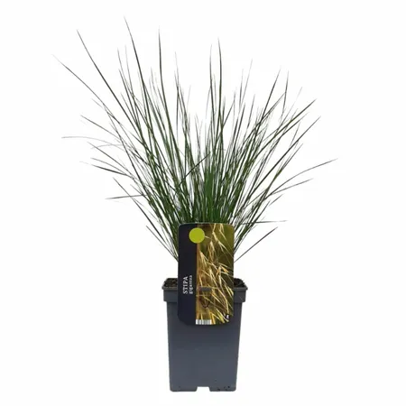 Siergras - Stipa Gigantea