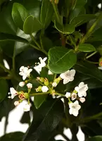 Bloei Viburnum Tinus