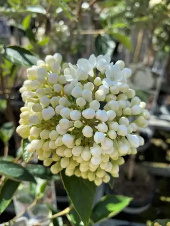 Viburnum Eskimo op stam