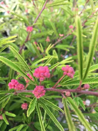 Calliandra op stam bloemen