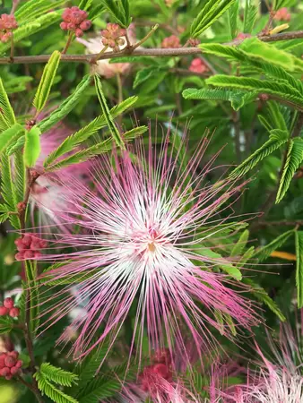 Calliandra surinamensis Dixie Pink op stam