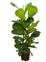 Tabaksplant - Ficus Lyrata 110cm