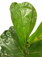 Ficus Lyrata 130cm