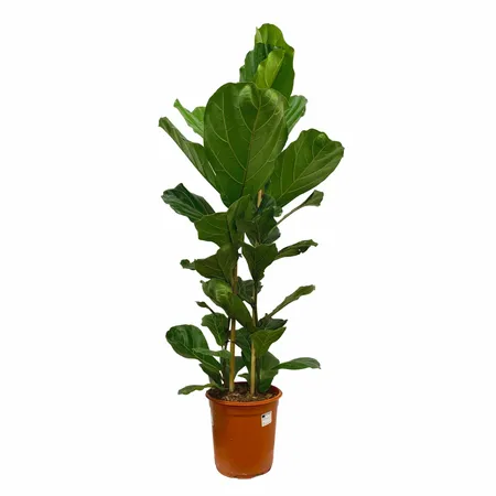 Ficus Lyrata 130cm