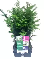 Taxus Baccata 6-pack