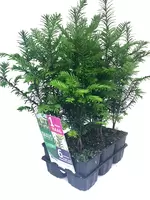 Taxus Baccata 6-pack