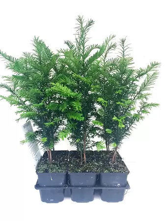 Taxus Baccata 6-pack