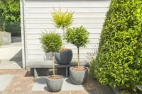 Terrasboompjes