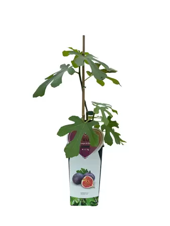 Vijg - Ficus carica Rouge de Bordeaux H.50-60cm