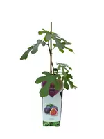 Vijg - Ficus carica Rouge de Bordeaux H.50-60cm