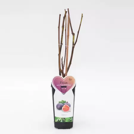 Vijg - Ficus carica Rouge de Bordeaux H.50-60cm