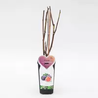Vijg - Ficus carica Rouge de Bordeaux H.50-60cm