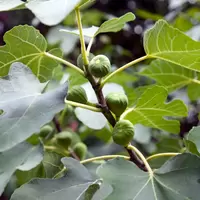 Vijg - Ficus carica Rouge de Bordeaux H.50-60cm