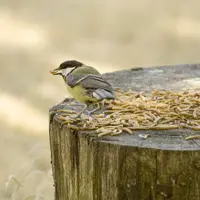 Vogelbescherming Nederland Gedroogde Meelwormen Emmer 900g
